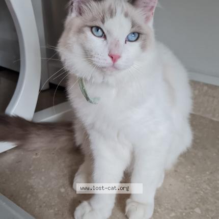 Photo 1/1 Cat reunited Lost in Singapore