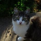 Picture of cat lost at Navilly 71270