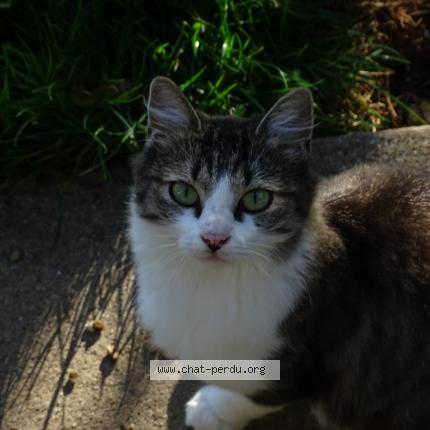 Photo 1/1 Cat reunited Lost in Navilly 71270