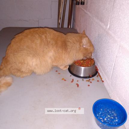 Photo 1/1 Reunited cat Lost in Clarion 16214
