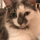 Picture of cat lost at Scarborough