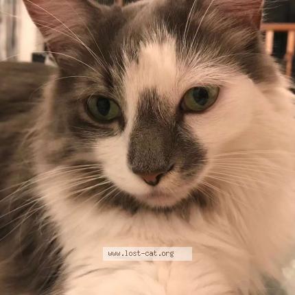 Photo 1/1 Cat reunited Lost in Scarborough