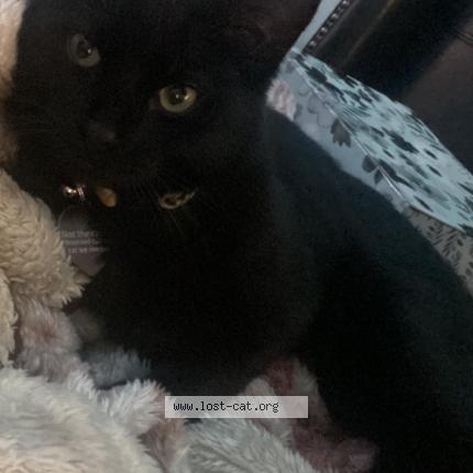 Photo 1/1 Reunited cat Lost in Portage