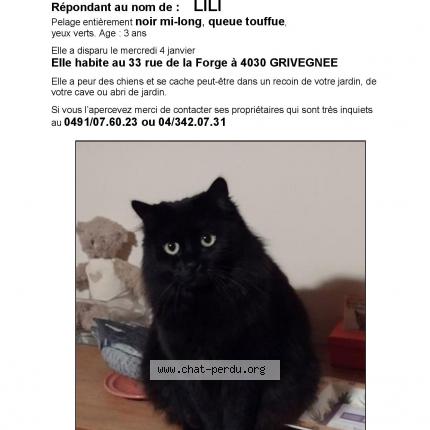 Foto 1/1 Kat teruggevonden Vermist in Grivegnee