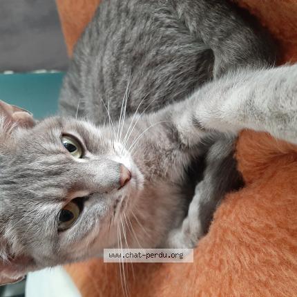 Foto van vermiste kat in Joncret Belgique