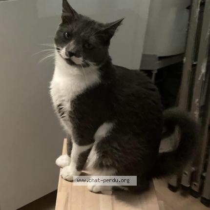 Photo 1/1 Rhum Chat lost in Tancarville