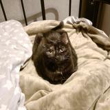 Picture of cat lost at La Garenne Colombes