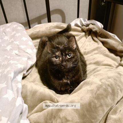 Photo 1/1 Pepsie Chat lost in La garenne colombes