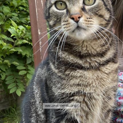 Foto van vermiste kat in Schaerbeek