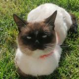 Picture of cat lost at Vire