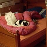 Picture of cat lost at Beziers