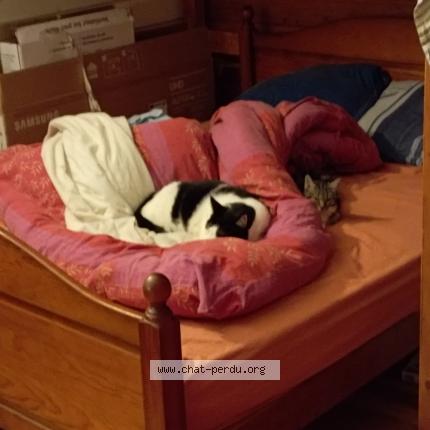 Photo 1/1 Cat reunited Lost in Beziers