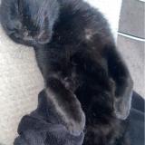 Picture of cat lost at Quatremare