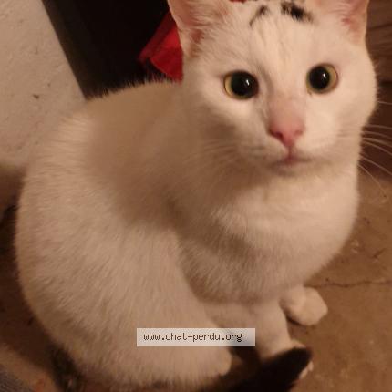 Foto van vermiste kat in Auderghem