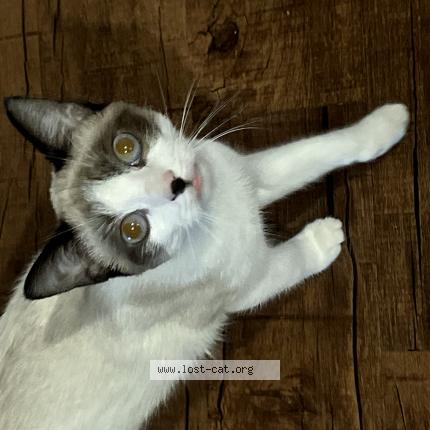 Picture of cat lost at Gainesville
