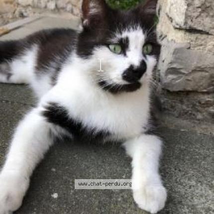 Foto van vermiste kat in Saint Servais