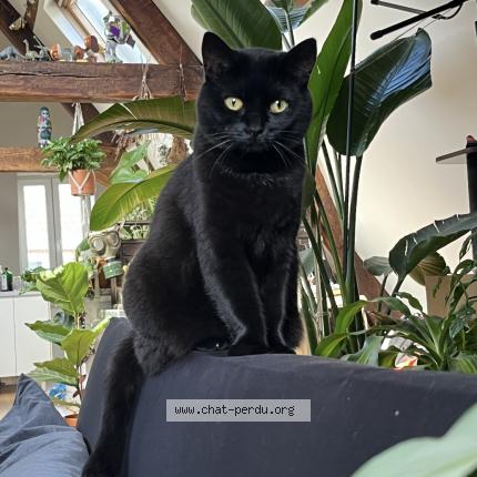 Foto 1/1 Kat teruggevonden Vermist in Ixelles