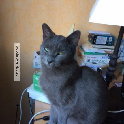 Photo 1/1 BANDIT Chat lost in Herblay