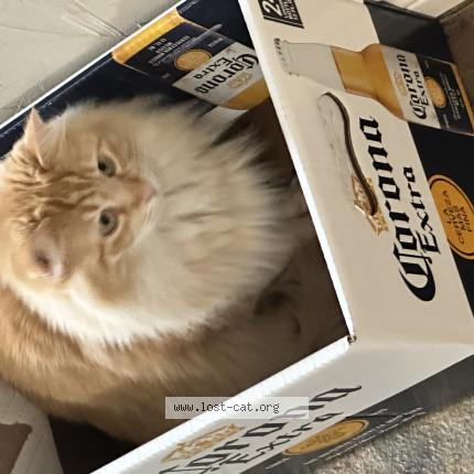 Picture of cat lost at Haltom