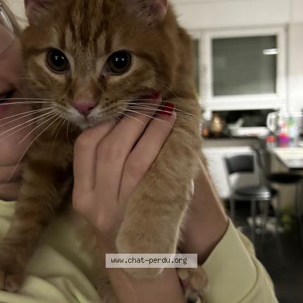 Foto 1/1 Wiedergefundene Katze Gefunden in Leudelange