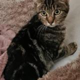 Picture of cat lost at Mainvilliers