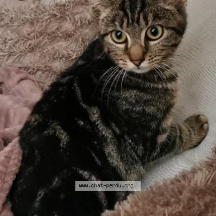 Photo 1/1 Touillette Chat lost in Mainvilliers