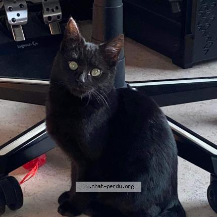 Foto 1/1 Kat teruggevonden Gevonden in Liege