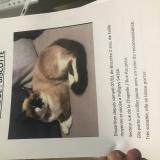 Picture of cat lost at Pulligny