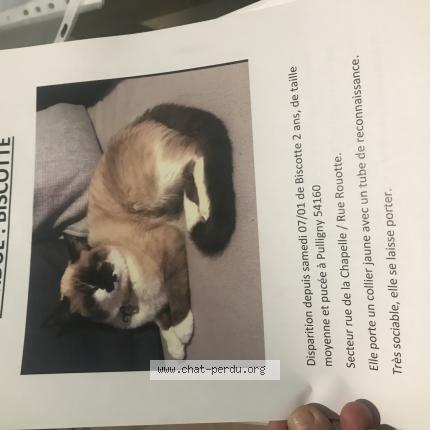Photo 1/1 Biscotte Chat lost in Pulligny
