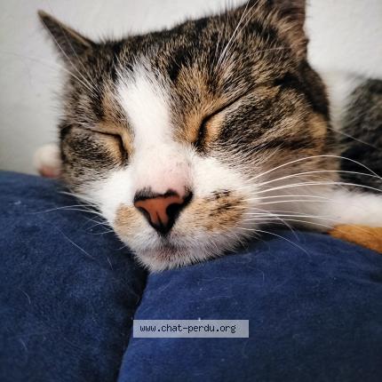 Foto 2/2 Kat teruggevonden Vermist in Barvaux Sur Ourth