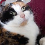 Picture of cat lost at Estrees St Denis