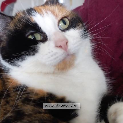 Photo 1/2 Bibi Chat lost in Estrees st denis