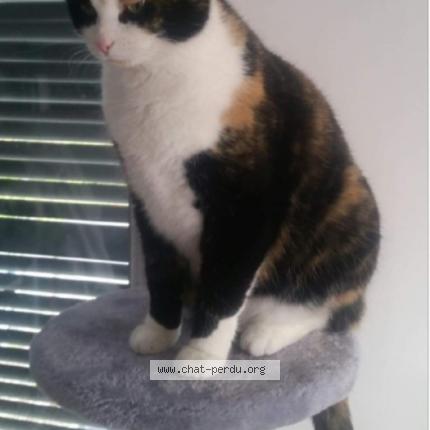 Photo 2/2 Bibi Chat lost in Estrees st denis