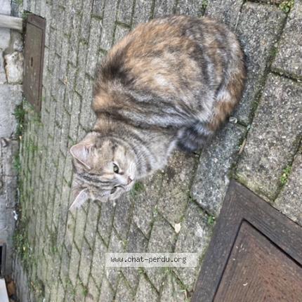 Foto van gevonden kat in Ciney