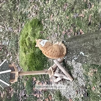 Foto einer verlorenen Katze in Les Hauts Geneveys