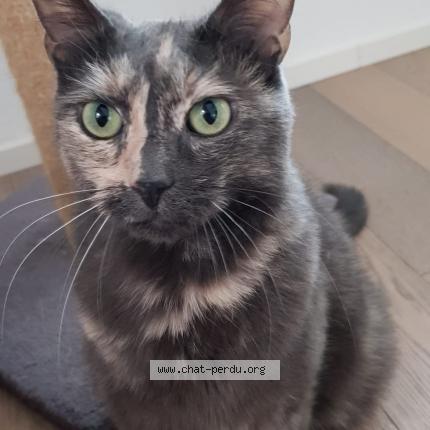 Foto einer verlorenen Katze in Vetroz