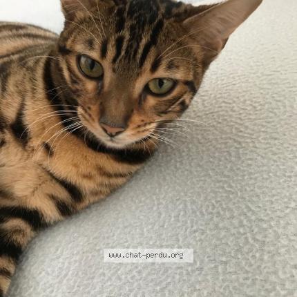 Foto van vermiste kat in Bruxlles