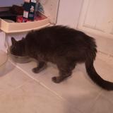 Picture of cat found at Montpellier