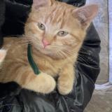TORA