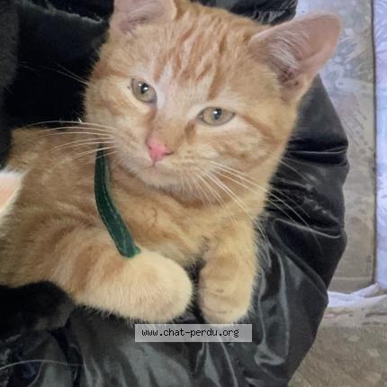 Foto 1/1 Wiedergefundene Katze Verloren in Ansembourg
