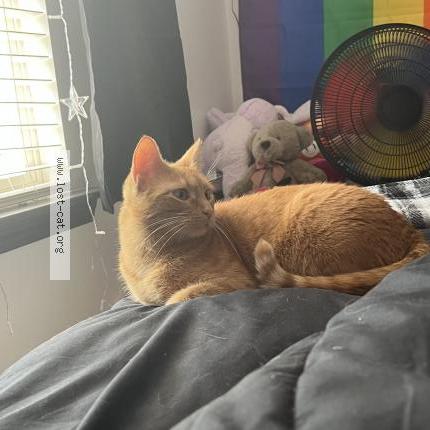 Photo 1/1 Reunited cat Lost in Benton