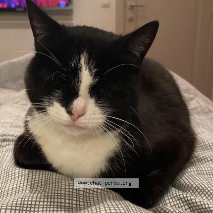 Foto van vermiste kat in Jemeppe Sur Meuse