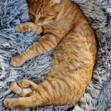 Picture of cat lost at Cestas