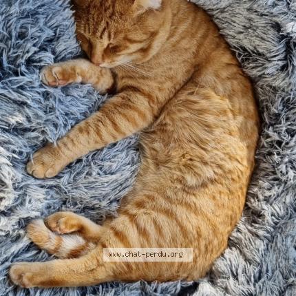 Photo 1/1 Cat reunited Lost in Cestas