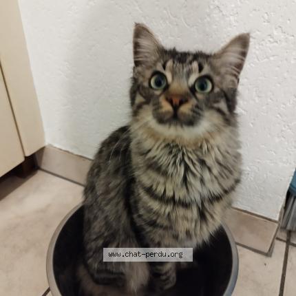 Foto 1/1 Wiedergefundene Katze Verloren in Saxon
