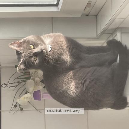 Foto 1/1 Kat teruggevonden Vermist in Ophain Bois Seigneur Isaac