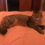 Picture of cat lost at Goupillieres