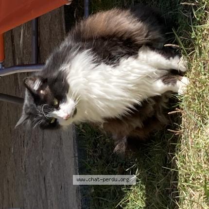 Foto van vermiste kat in Woluwe Saint Pierre