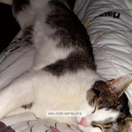 Foto van vermiste kat in Momalle