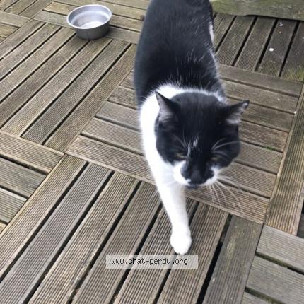 Photo 1/1 Cat reunited Found in Pont l eveque 14130